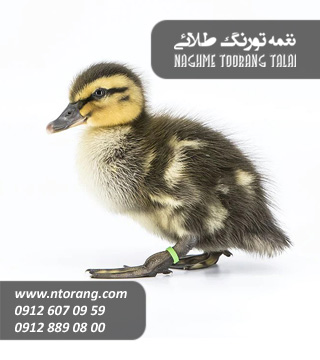 فروش جوجه اردک مگ مگی